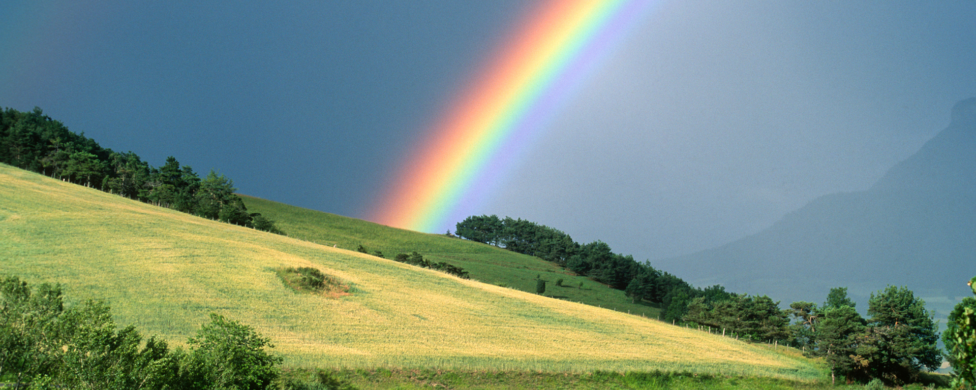 Ein Regenbogen hinter einer Wiese