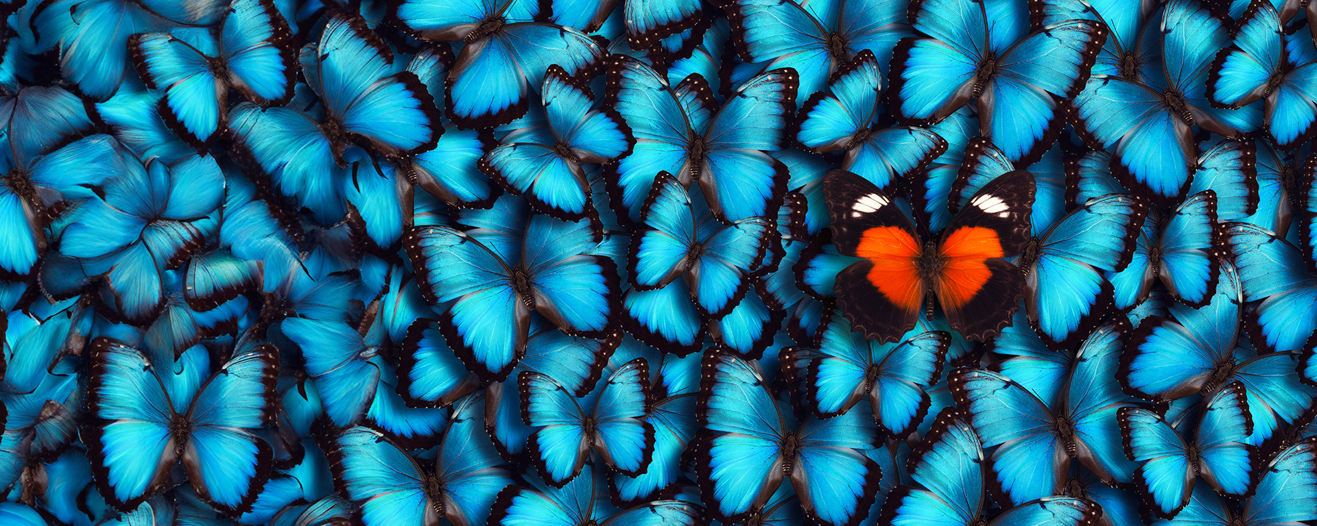 Ein orangener Schmetterling inmitten einer Vielzahl von blauen Schmetterlingen 