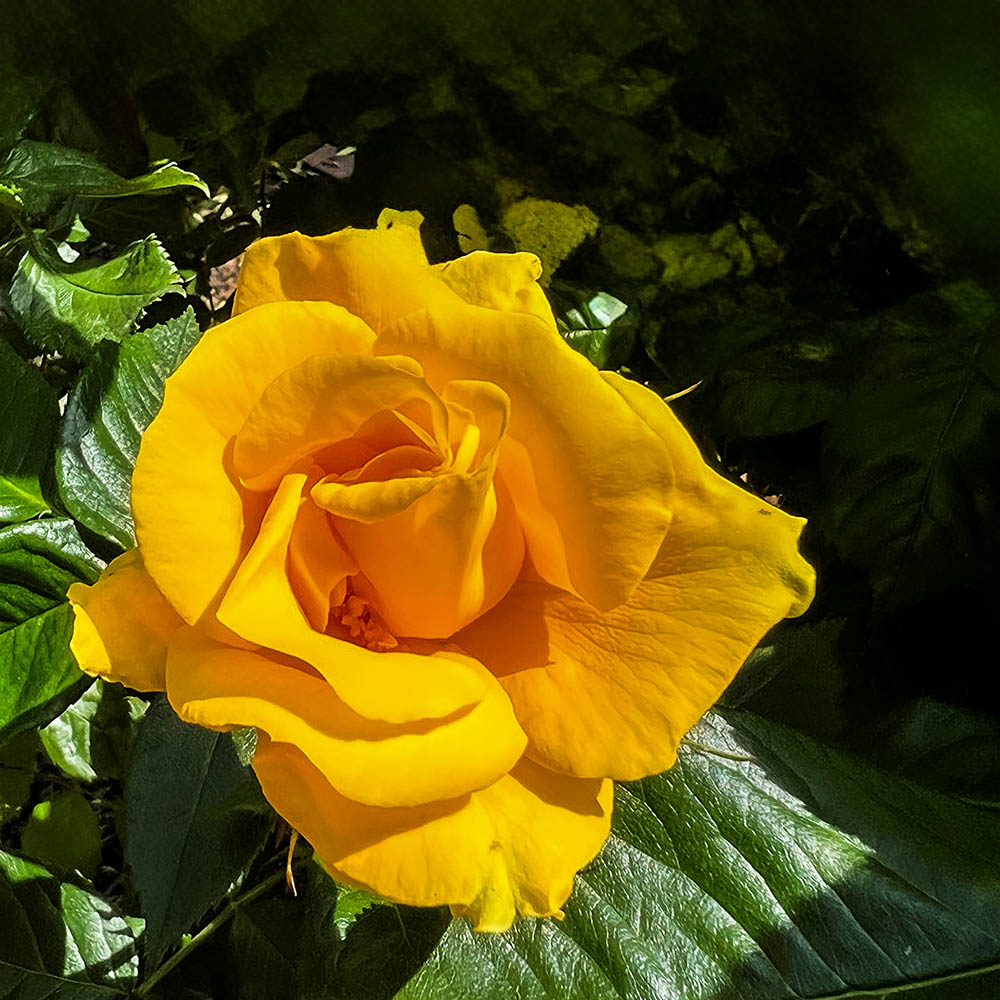 Gelbe Rose in Detailansicht