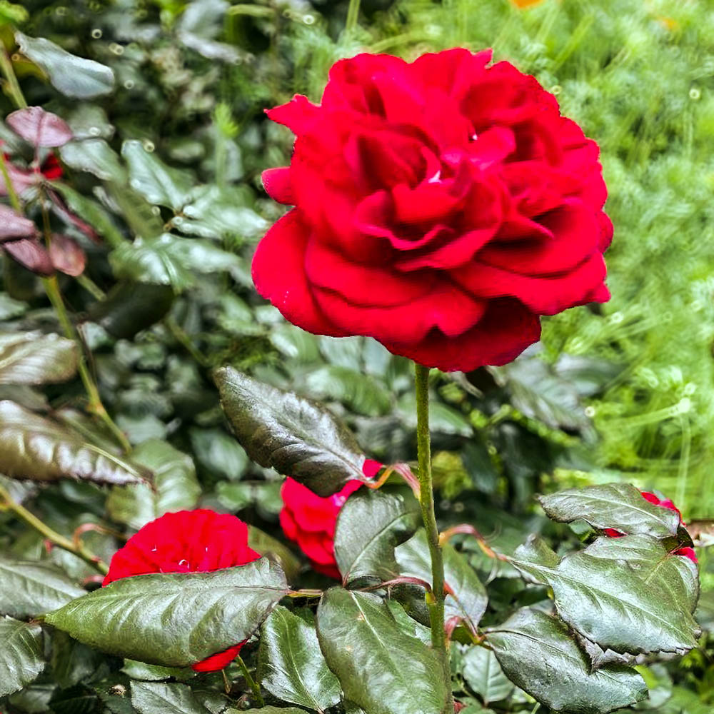 Rote Rose in Detailaufnahme