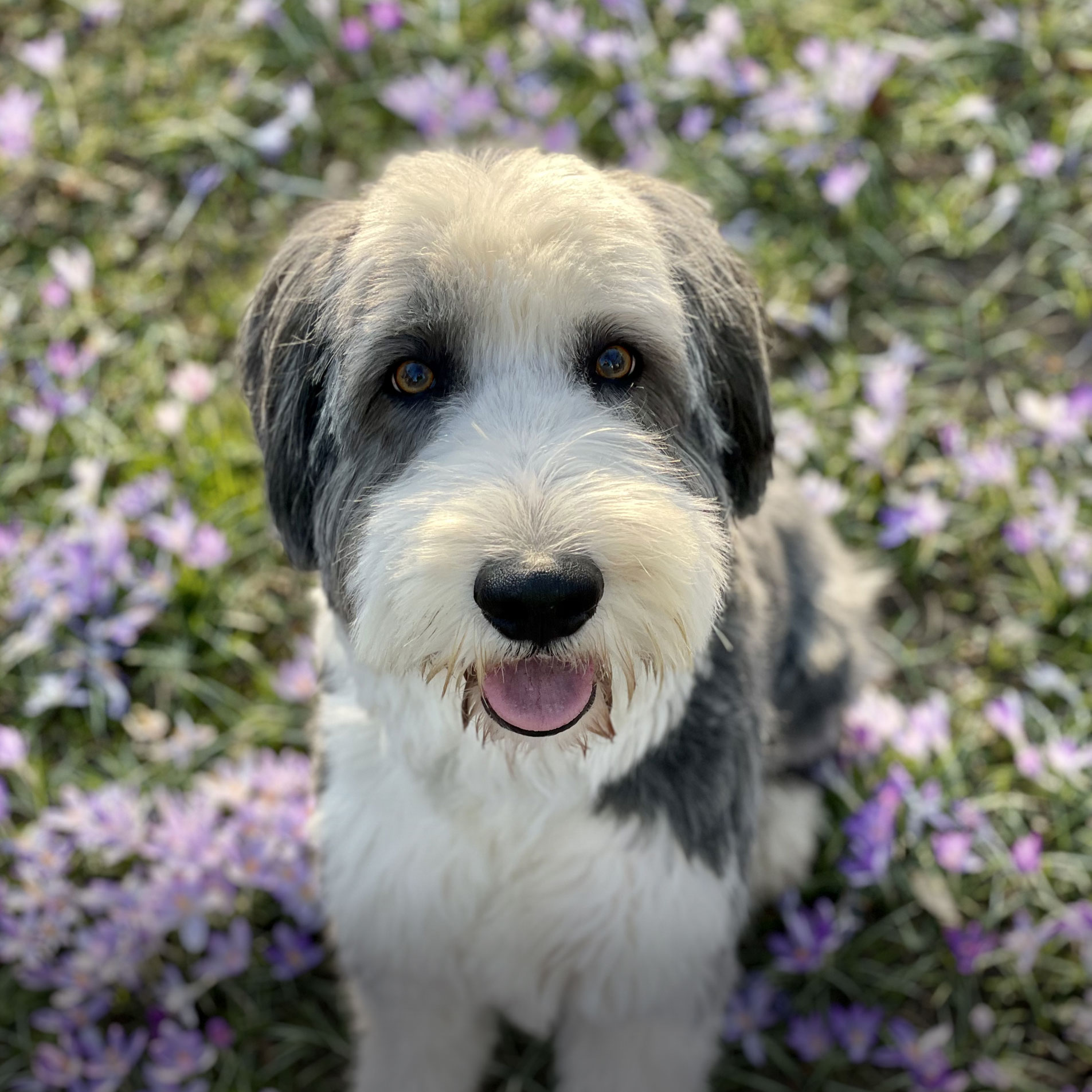 Clooney ist der Schulhund der Otto-Steiner-Schule