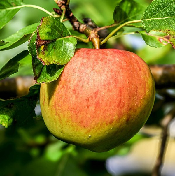 Ein Apfel am Baum