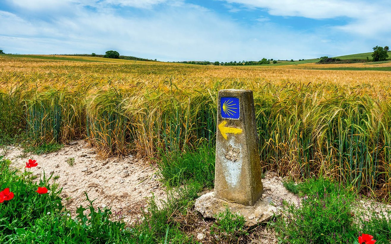 Jakobsweg Wegzeichen mit Muschel vor sommerlichem Acker