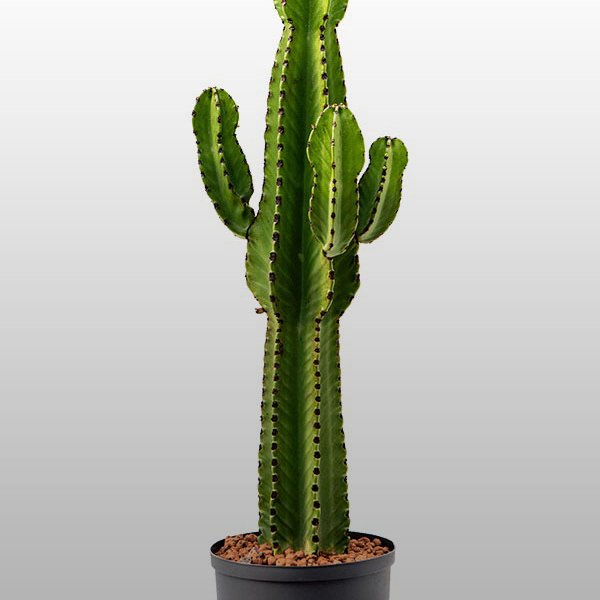 Euphorbia ingens