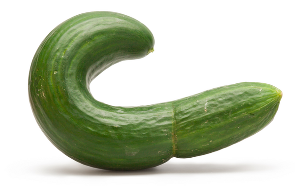 Krumm gewachsene Salatgurke in Form eines Halbkreises