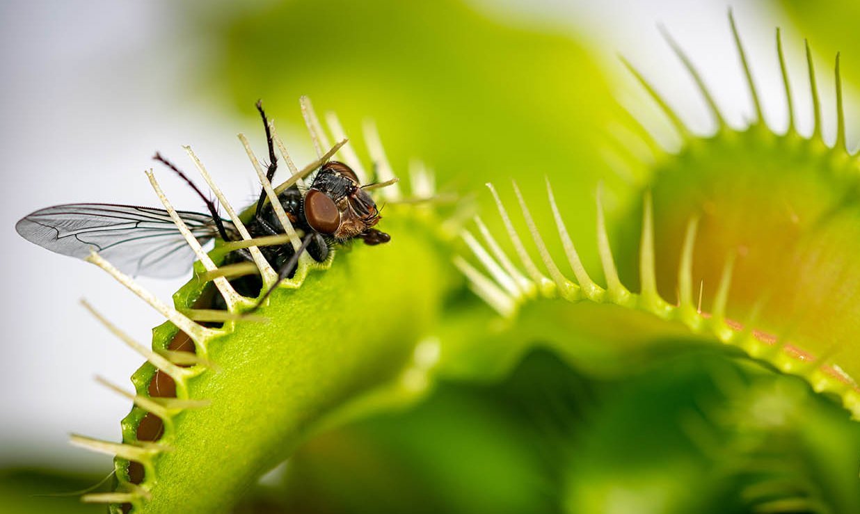 Venusfliegenfalle fängt Fliege