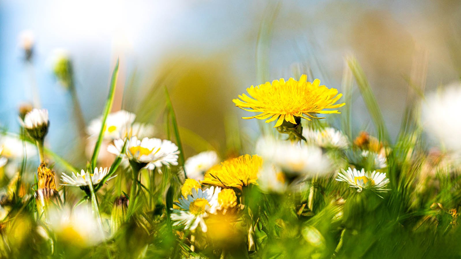 Blumenwiese