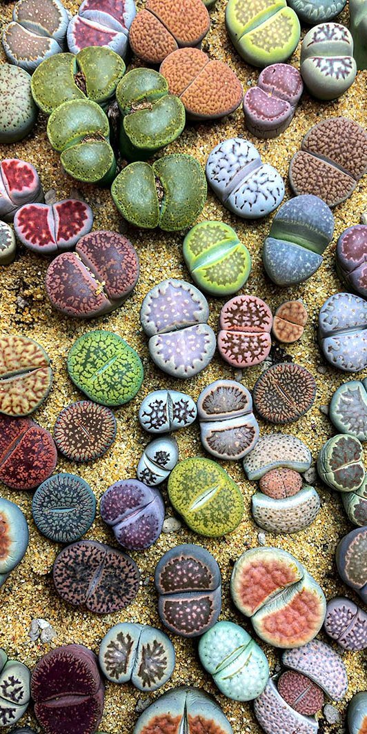 Lithops; als Steine getarnte Pflanzen
