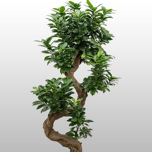 Ficus microcarpa