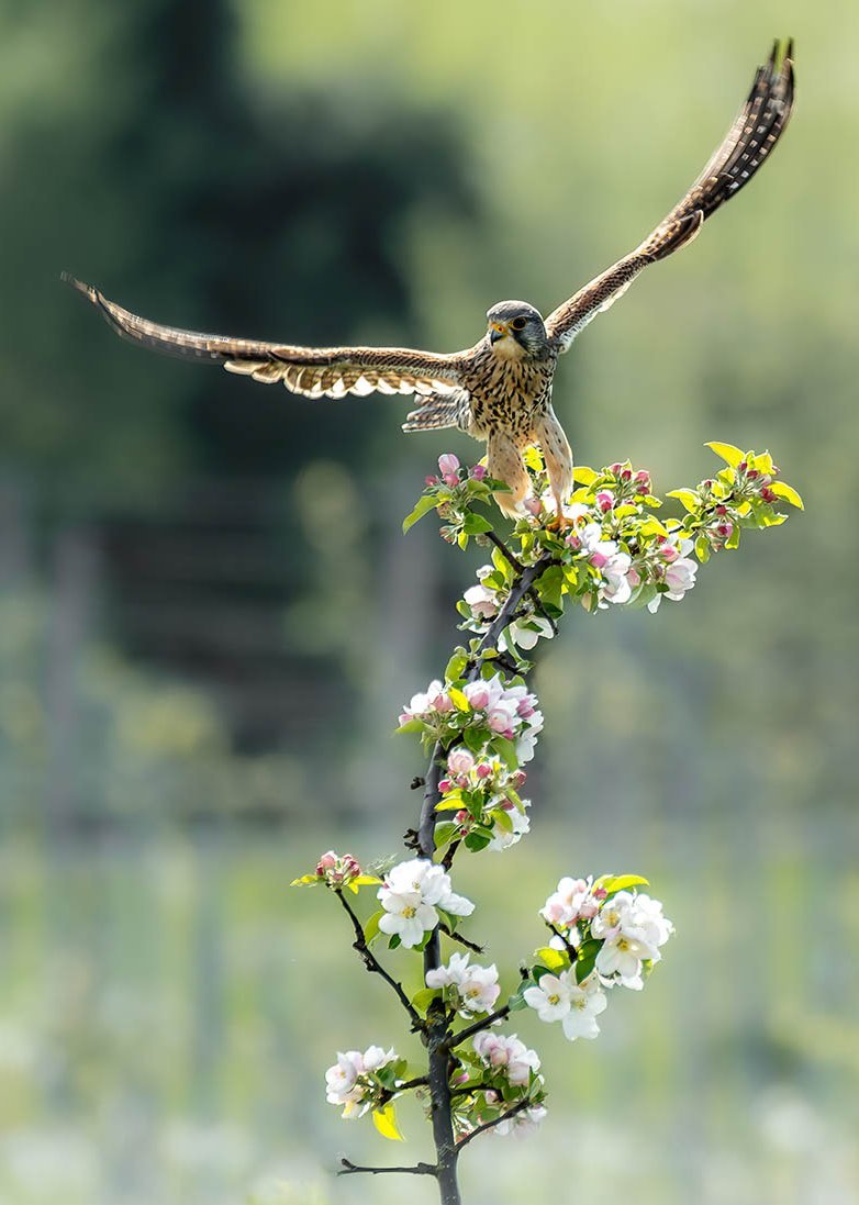 Ein Falke startet vom Apfelbaum