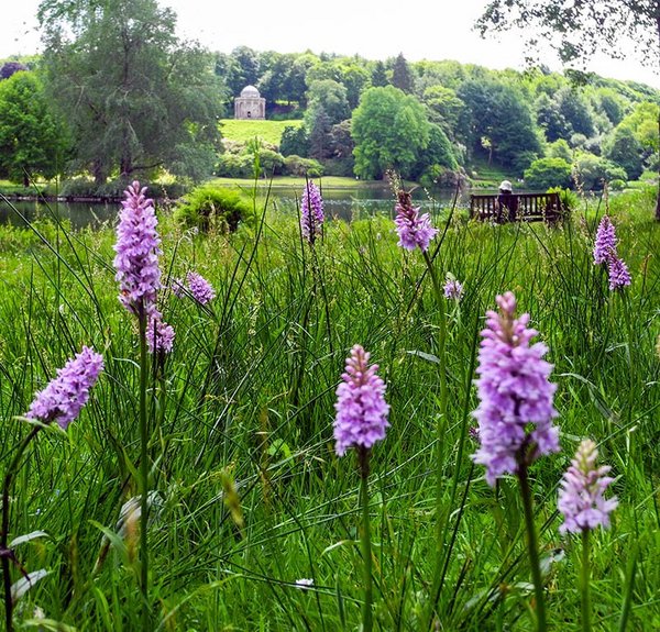 Lila Blumen in einer Wiese