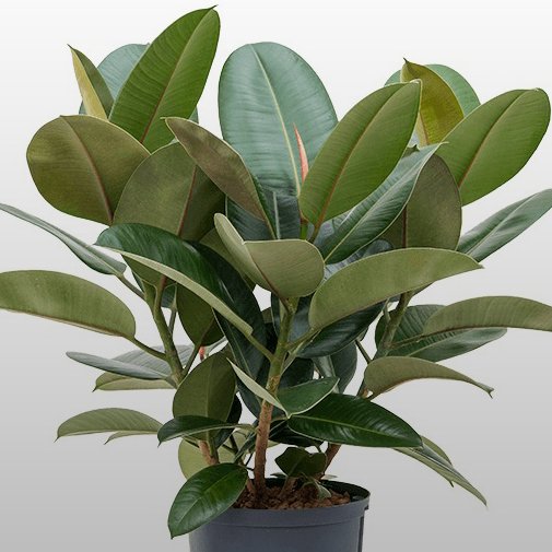 Eine Ficus elastica