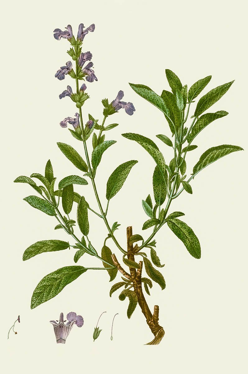 Illustration einer Salbeipflanze