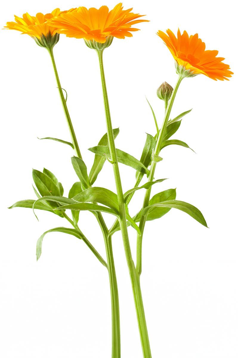 Ringelblume