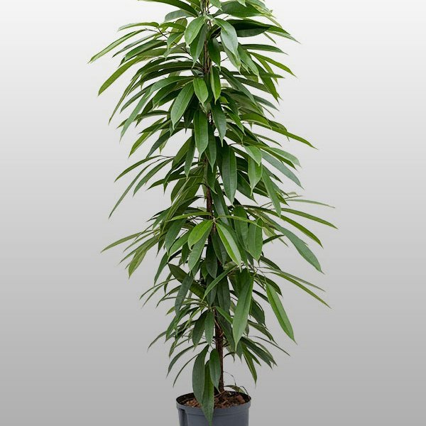 Ficus Amstel King 