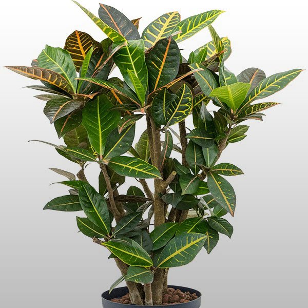 Croton Petra