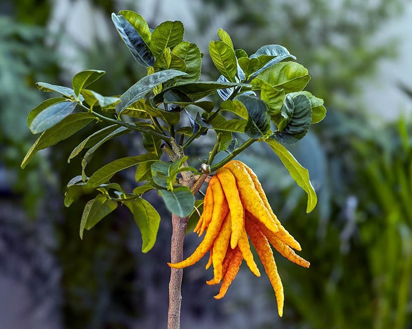 Zitruspflanze "Buddhas Hand"