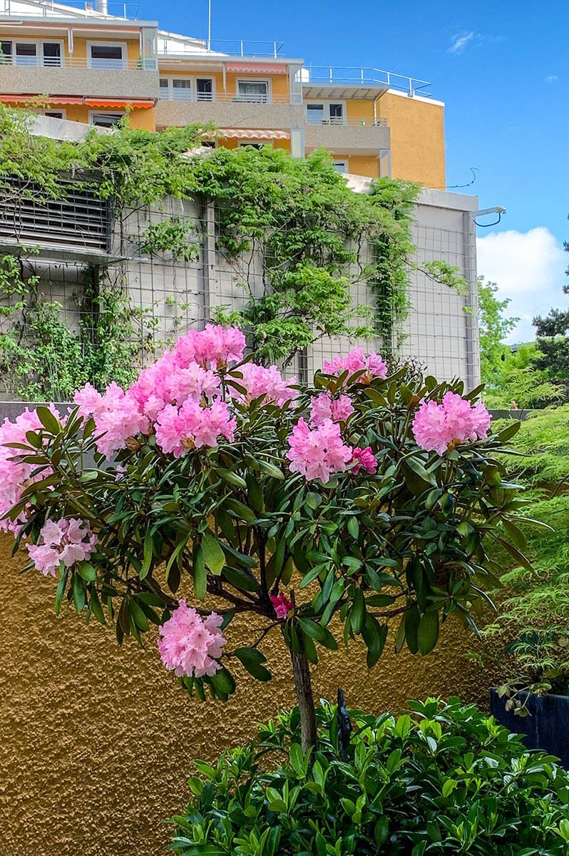 Blühender Rhododendron-Baum