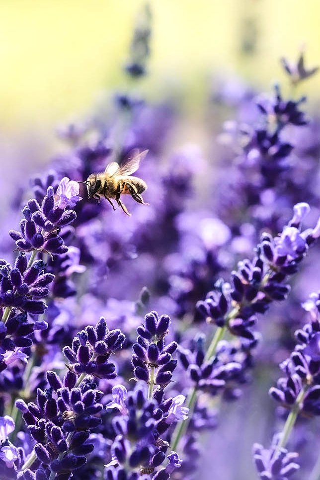 Biene fliegt Lavendel-Blüten an