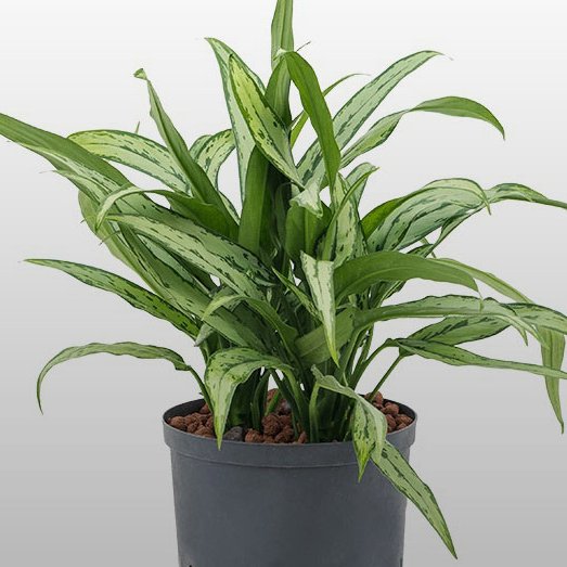 Die Pflanze Aglaonema Cutlass