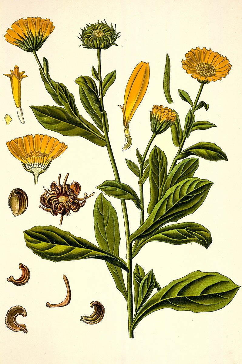 Illustration der Ringelblume