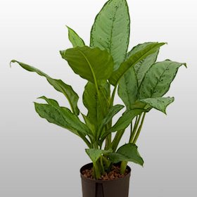 Eine Aglaonema Fredman
