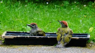 Vogelschau im Apfelgarten 
