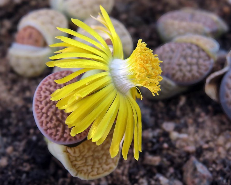 Lithops; als Steine getarnte Pflanzen