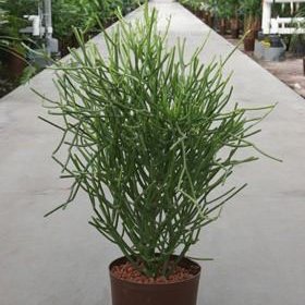 Euphorbia tirucalli