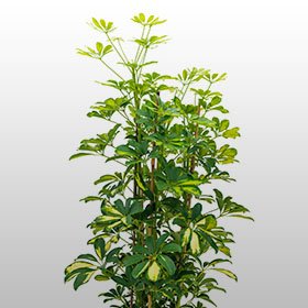 Schefflera G. Capella