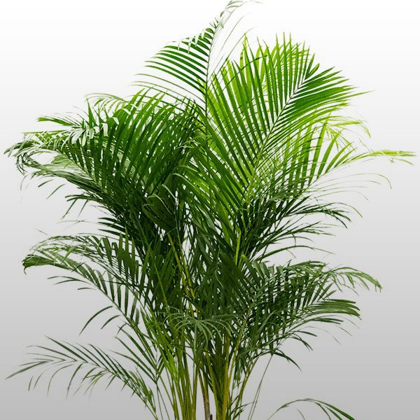 Areca