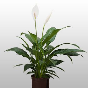 Die Pflanze Spathiphyllum