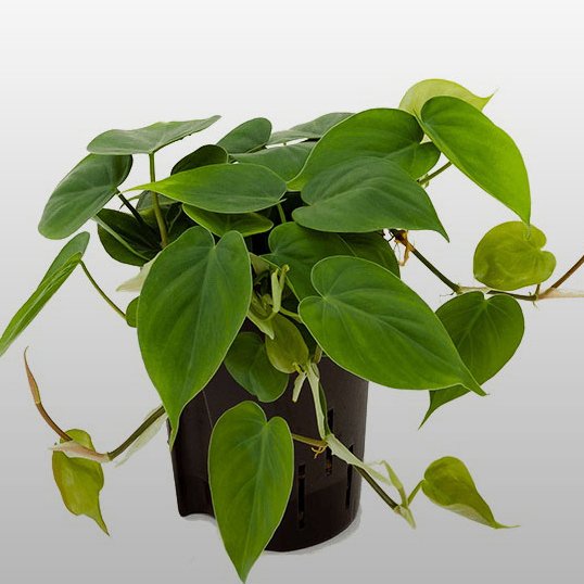 Ein Philodendron scandens