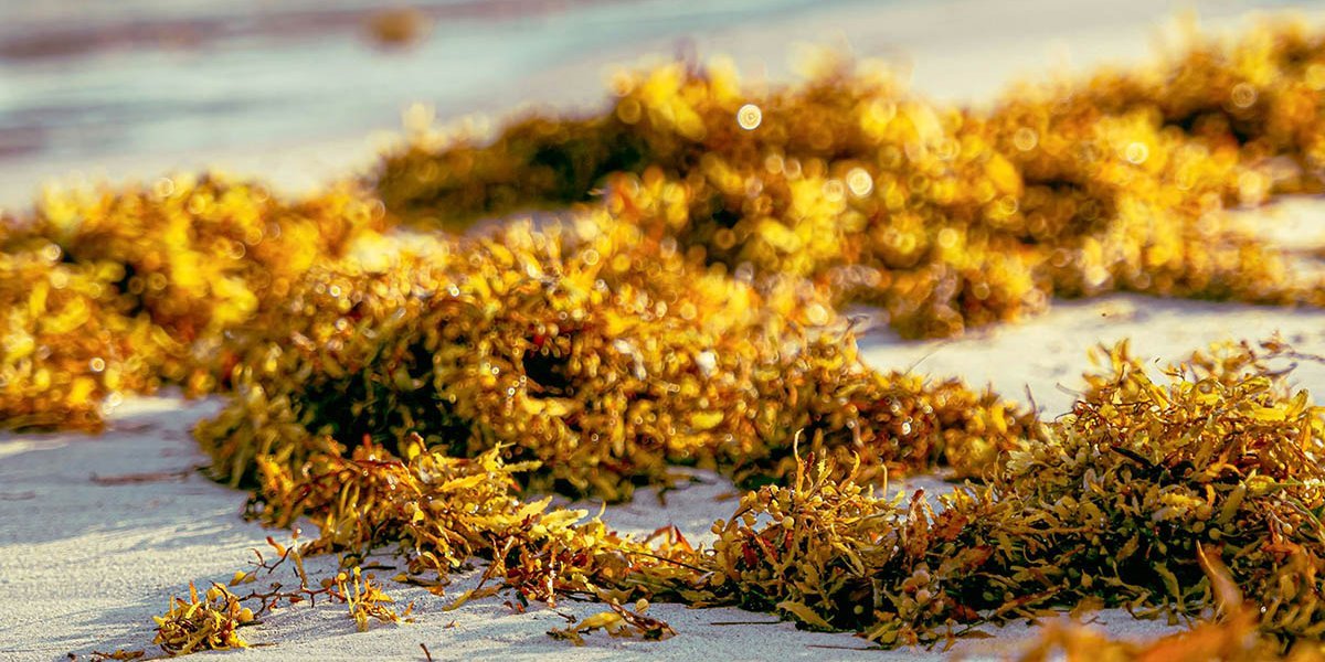 Seegras am Strand