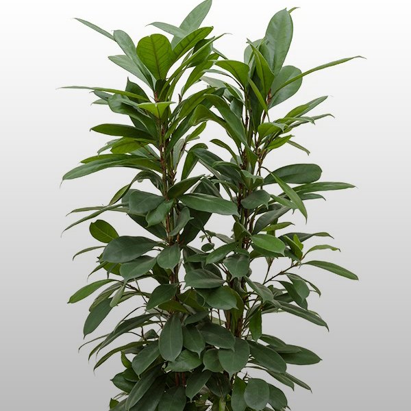 Ficus cyathistipula