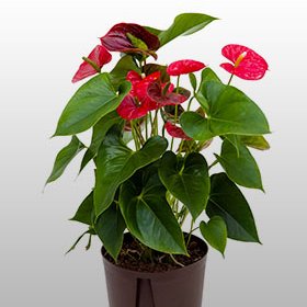 Anthurium andreanum