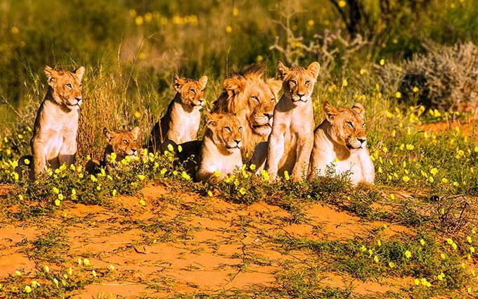 Löwen in der Kalahari