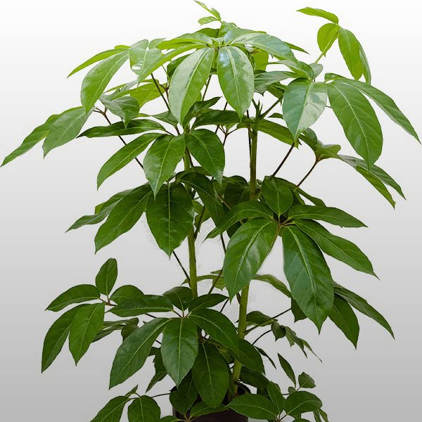 Schefflera amate