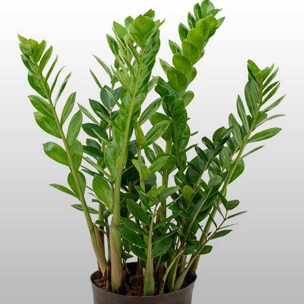 Zamioculcas