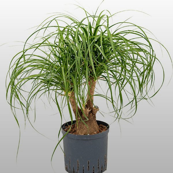 Beaucarnea