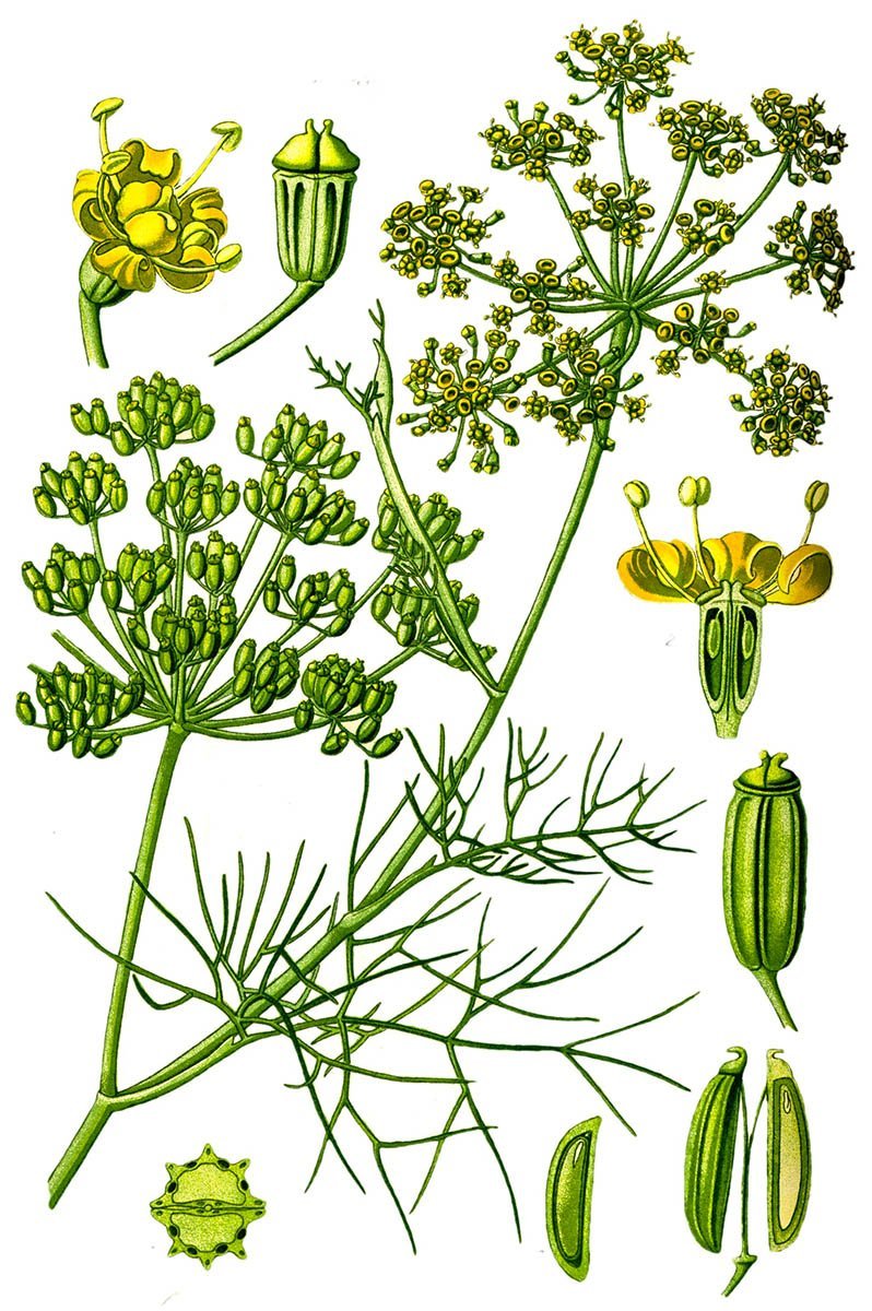 Illustration der Fenchelpflanze