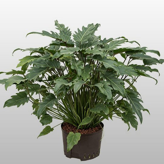 Philodendron xanadu