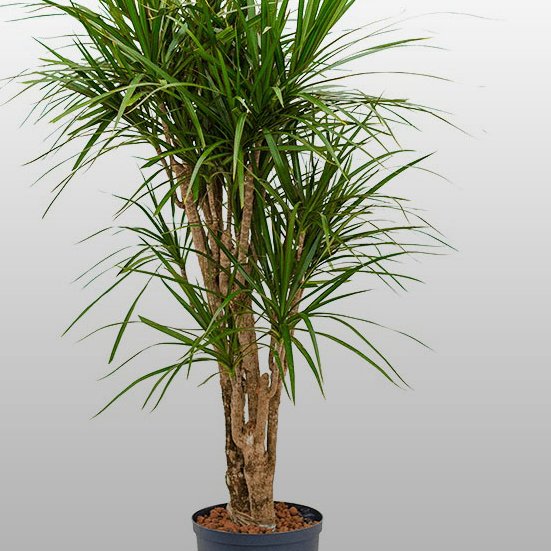 Dracaena marginata