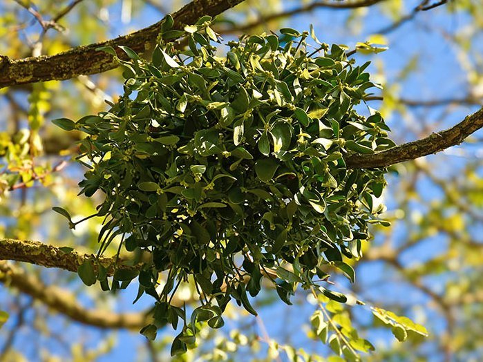 Mistel in einem Baum