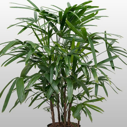 Eine Rhapis exelsa