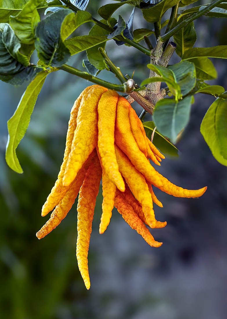 Zitruspflanze "Buddhas Hand"