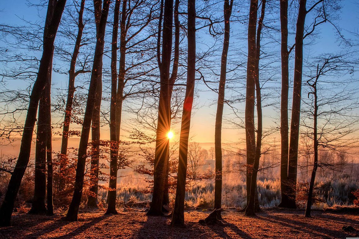 Winterwald im Gegenlicht