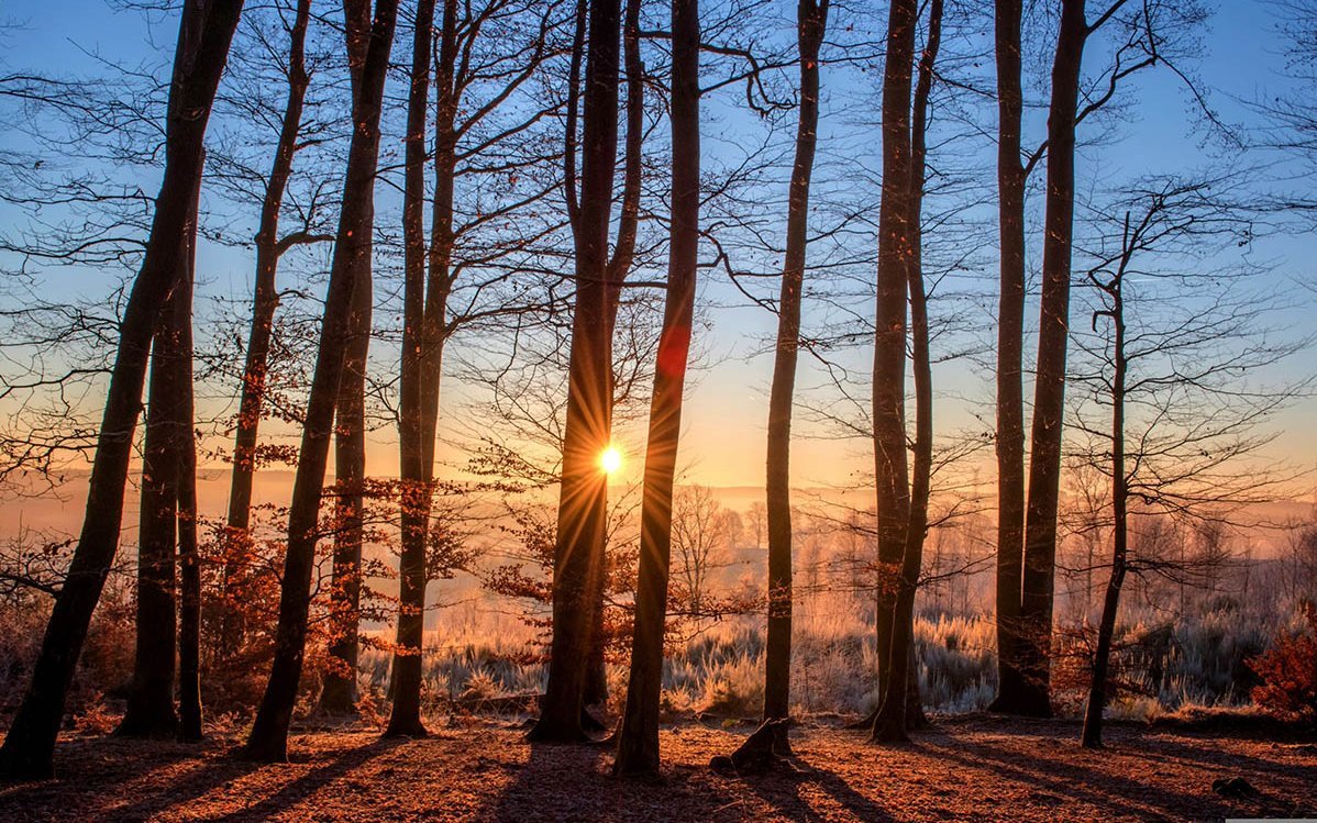 Winterwald im Gegenlicht