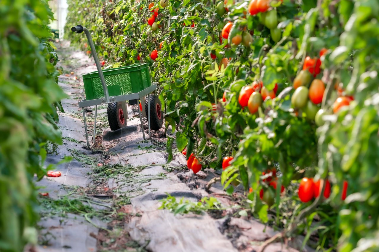 Tomatenanbau in der Augustinum Gärtnerei Hollern
