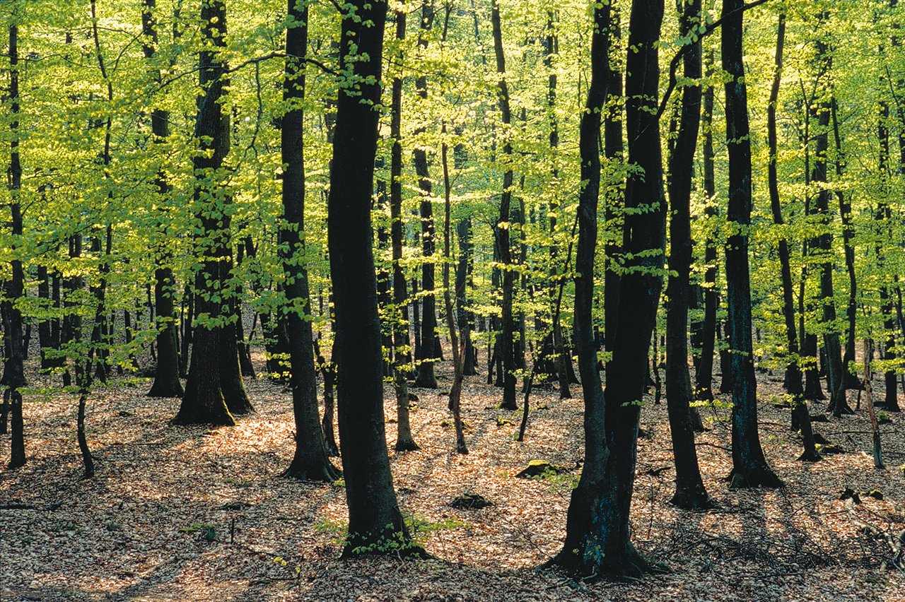 mit Buchen bestandener Laubwald